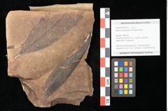 Foto (Objekt + Etikett) von Quercus palaeoilex Ettingshausen (NHMW-GEO-2024-0188-0924)